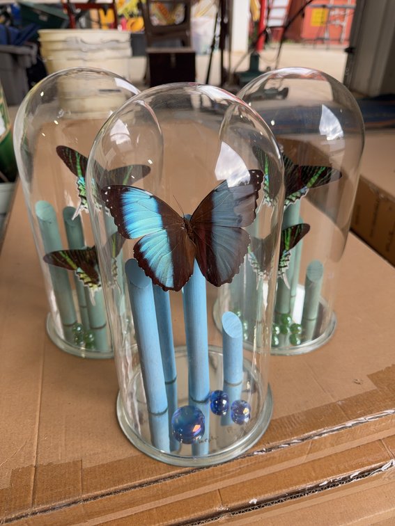 Decorative Glass Domes With Mounted Butterflies and Wood Bases, Lot of 3