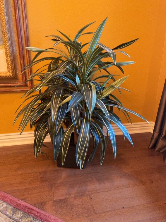 Artificial Dracaena Plant in Black Pot, Approximately 3 Feet Tall