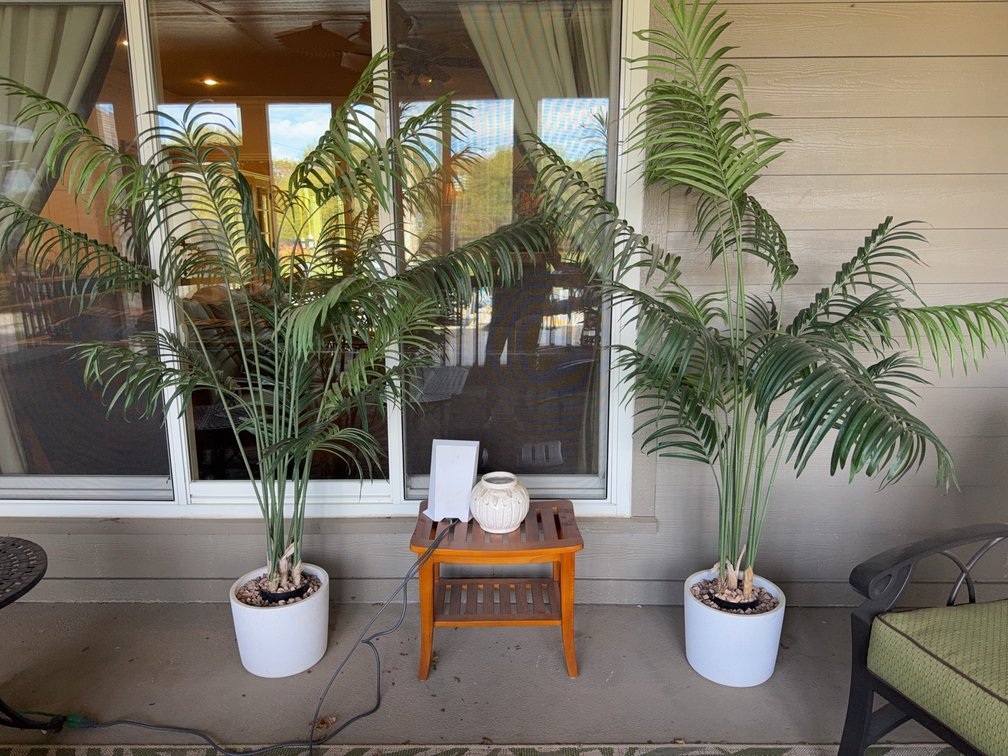 Potted Indoor Palm Plants With Ceramic Planters and Wooden Side Table, Satellite Excluded