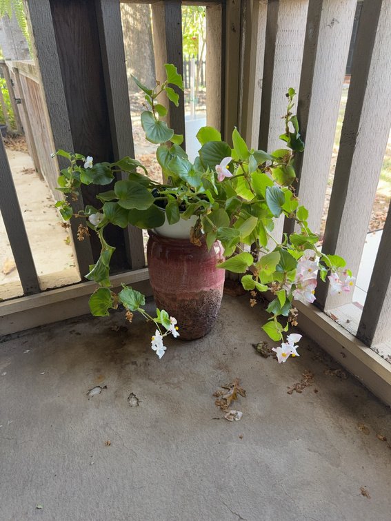 Ceramic Planter With Pink Glaze and Potted Begonia Plant