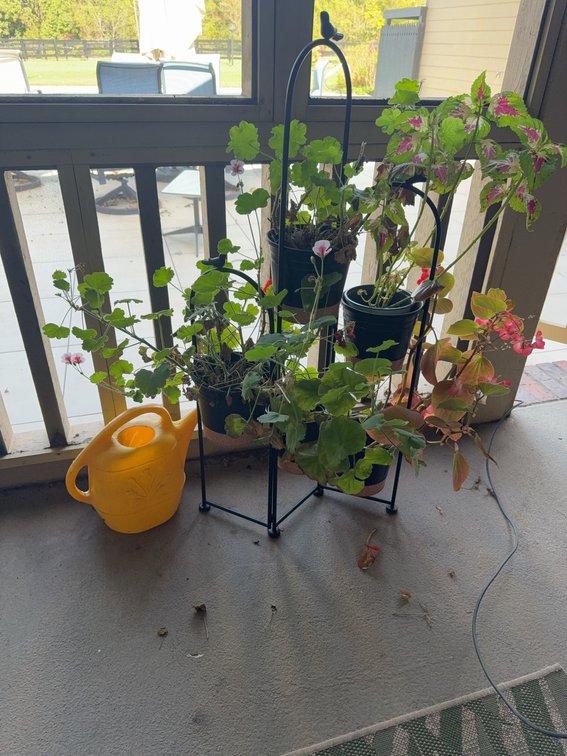 Metal Plant Stand With five Black Plastic Pots and Decorative Watering Can