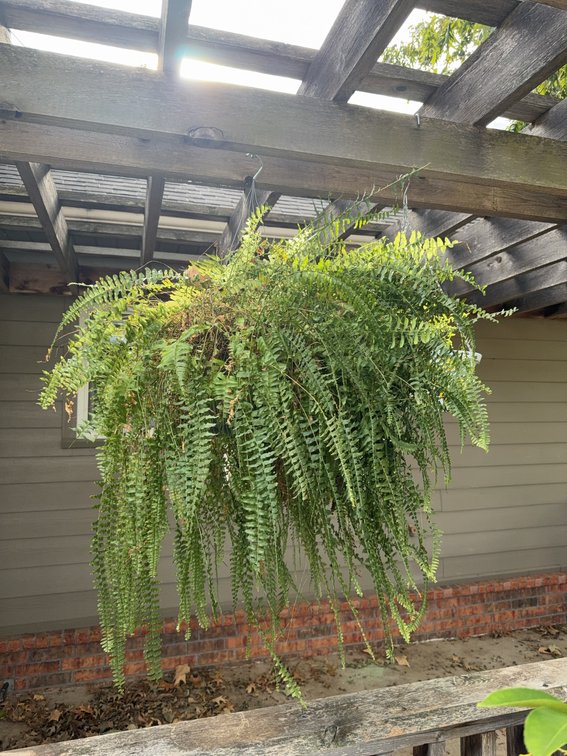 Boston Fern Hanging Basket in green planter and a Lemon-Patterned Planter, Approx. 15 Inch Diameter