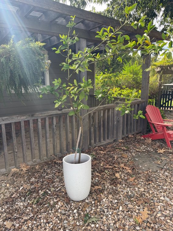 Potted Citrus Tree With Green Fruit In Tall White Outdoor Planter