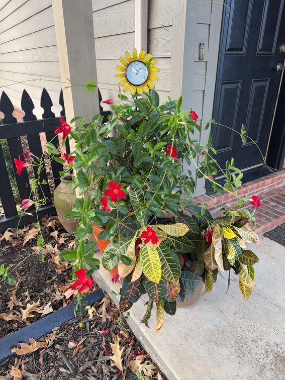 Outdoor Planter With Red Flowering Vines, Croton, and Decorative Sunflower Thermometer