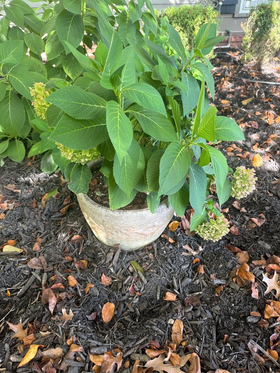 Potted Hydrangea Plant in Aged Terracotta Container, Outdoor Ready, 2 ft Tall