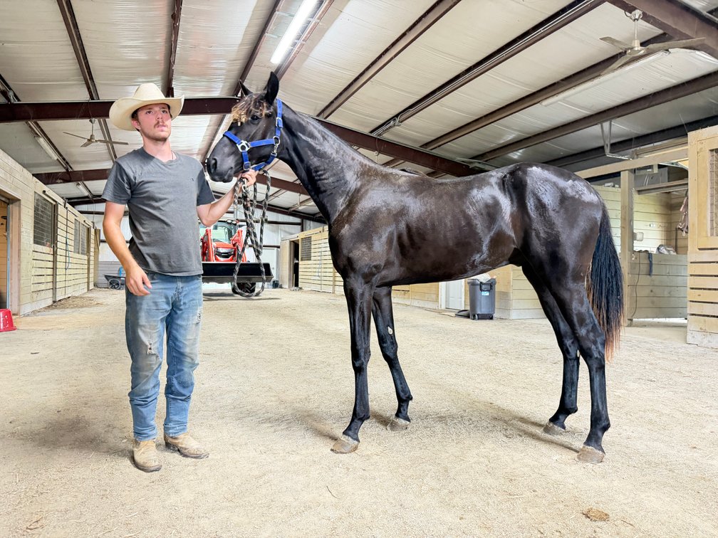 Horses, Tractors, Equipment, & More!