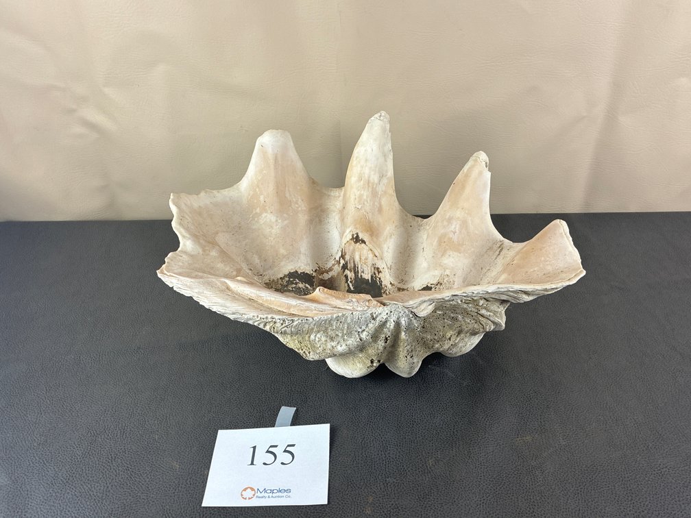 Large Clam Shell