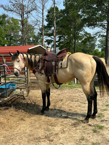 Image for Lumberton Horse and Tack Auction, March 2026