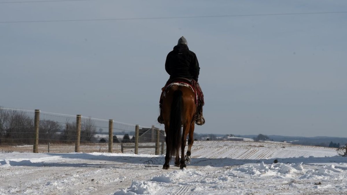 Image for Dixie Horse Auction- Saturday- Day 2