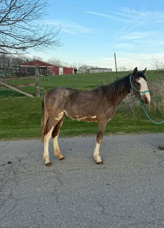 Image for Midwest Riding Horse Sale