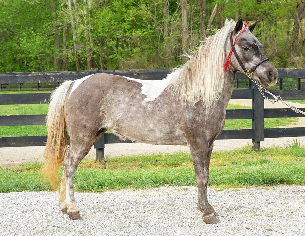 Image for Grandview Pony & Riding Horse Sale