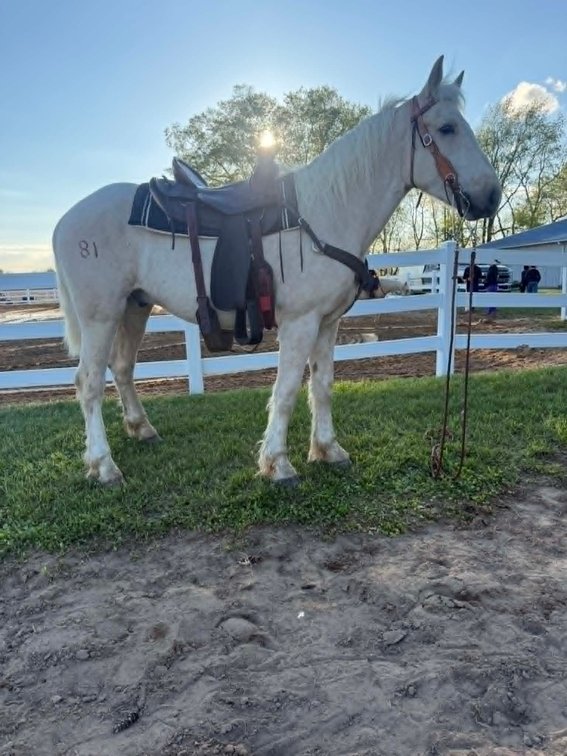 2yr old Gelding