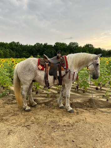 Image for Lumberton Horse and Tack Auction, May 2026