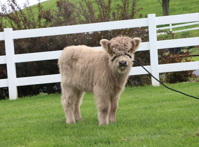 Image for Tri-State Cattle and Horse Auction 2026- Friday- Day 1