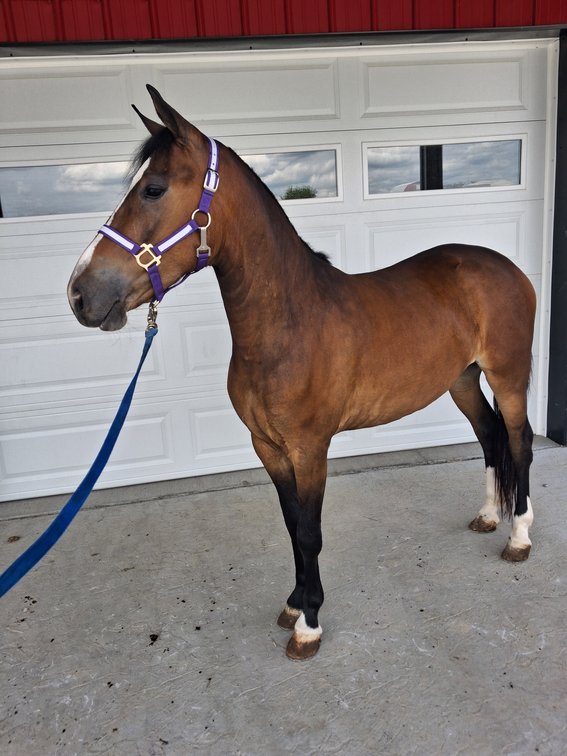 (SUB) 3yr old Pony Mare
