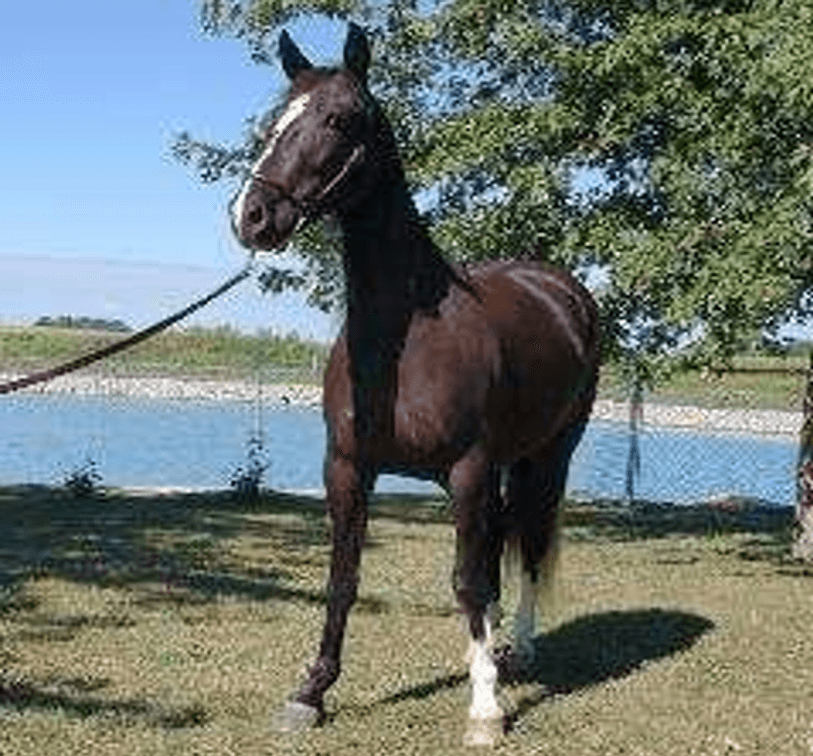 3yr old Mare