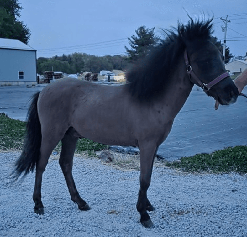 Yearling Stallion