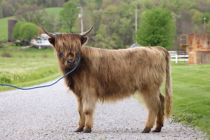 Image for Tri-State Cattle and Horse Auction 2026- Friday- Day 1