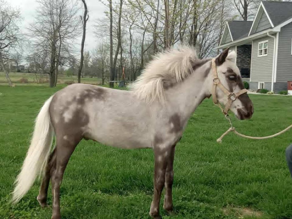 Yearling Stallion