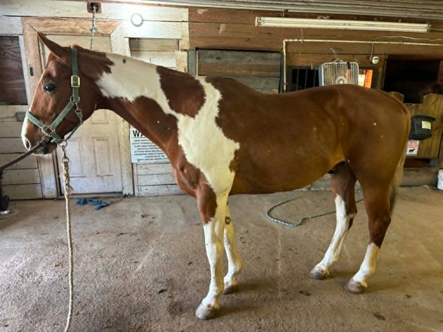 Image for Lumberton Horse and Tack Auction, May 2026