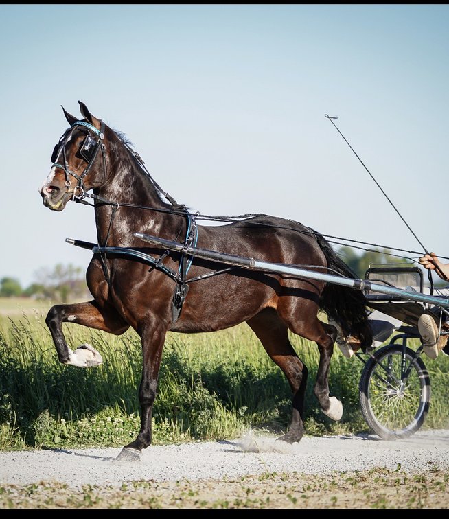3yr old Mare