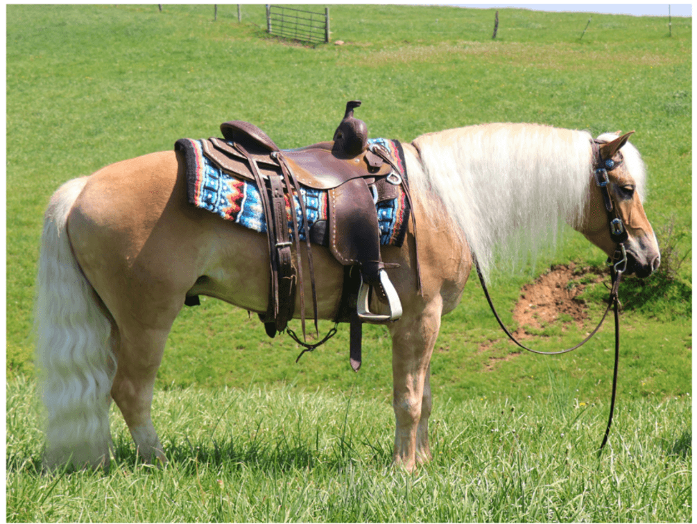 Image for Ashland Haflinger Sale 2026