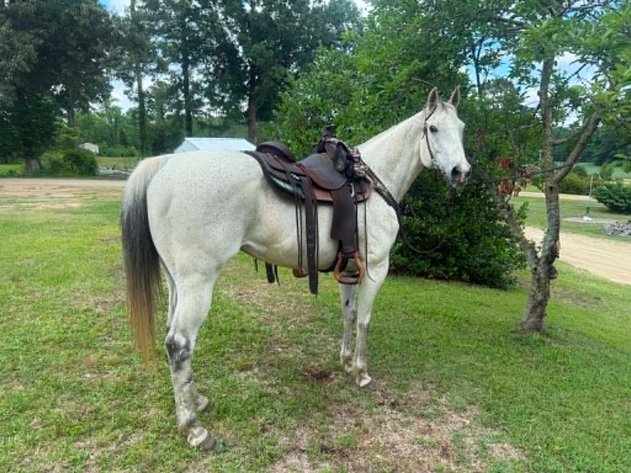 Image for Lumberton Horse and Tack Auction, June 2026