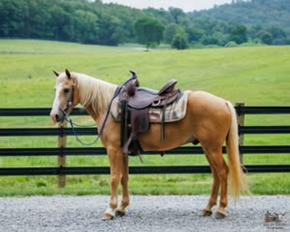Image for Midpoint Riding Horse Sale