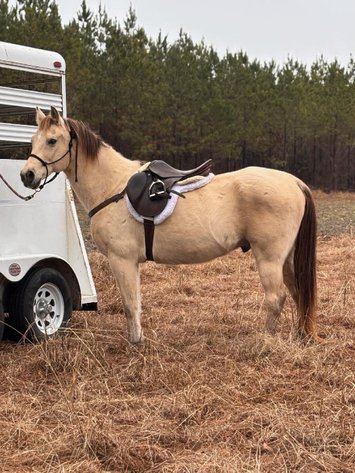 Image for Lumberton Horse and Tack Auction, July 2026