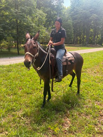 Image for Lumberton Horse and Tack Auction, July 2026