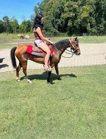 Image for Lumberton Horse and Tack Auction, July 2026