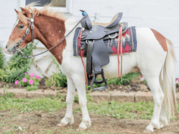 Image for Southwest Wisconsin Riding Horse Sale