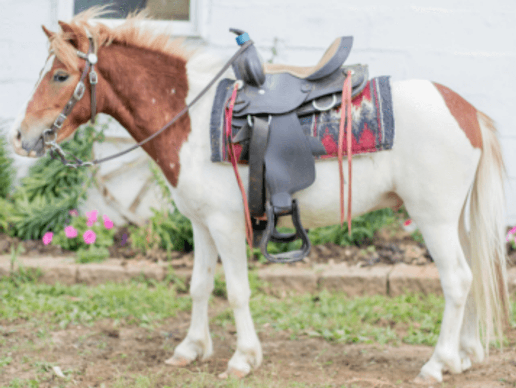 Image for Southwest Wisconsin Riding Horse Sale