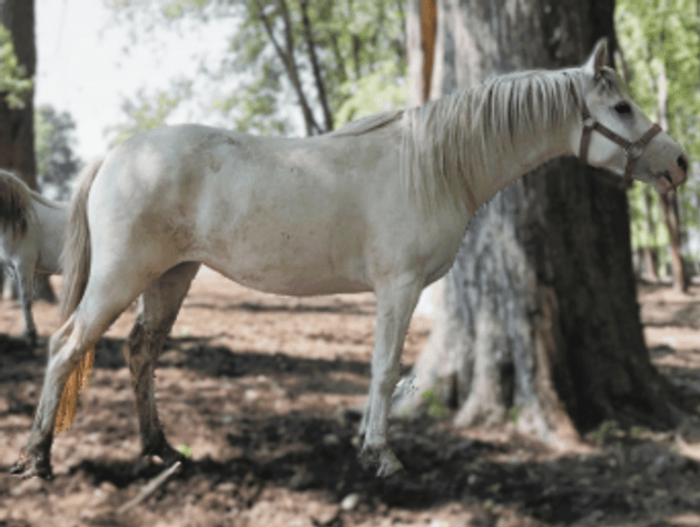 Image for Southwest Wisconsin Riding Horse Sale