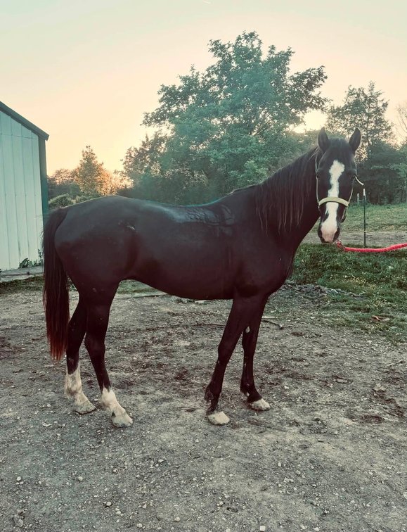 16yr old Registered TWH Mare