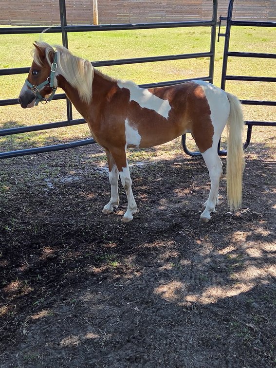 Image for Lumberton Horse and Tack Auction, September 2026