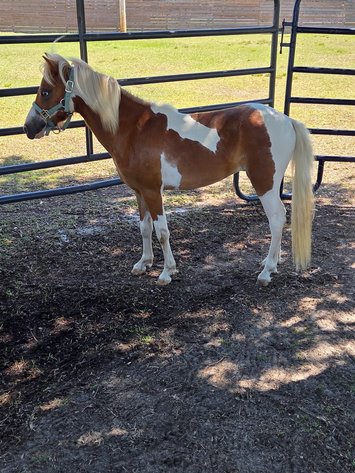 Image for Lumberton Horse and Tack Auction, September 2026