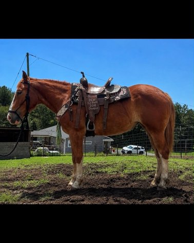 Image for Lumberton Horse and Tack Auction, September 2026