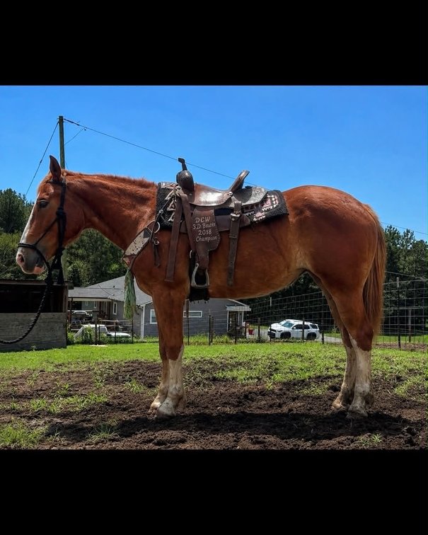 Image for Lumberton Horse and Tack Auction, September 2026
