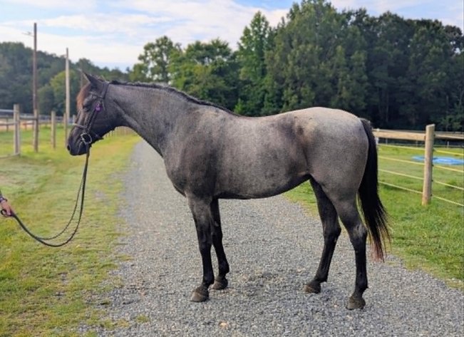 Image for Lumberton Horse and Tack Auction, September 2026