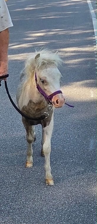 5mo Pony Stud