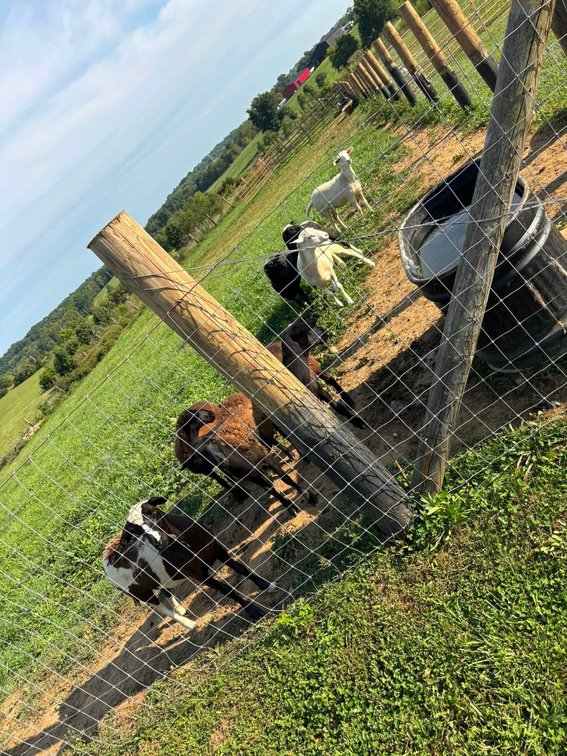 Image for Bluegrass East Fall Horse Sale 2026