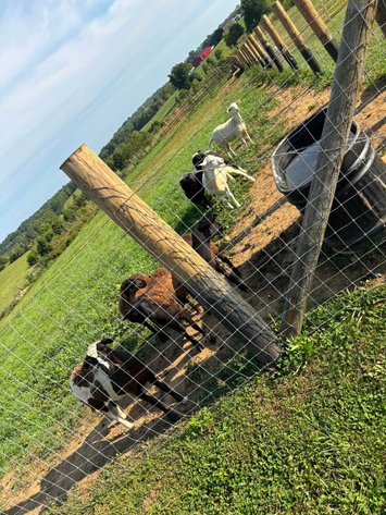 Image for Bluegrass East Fall Horse Sale 2026