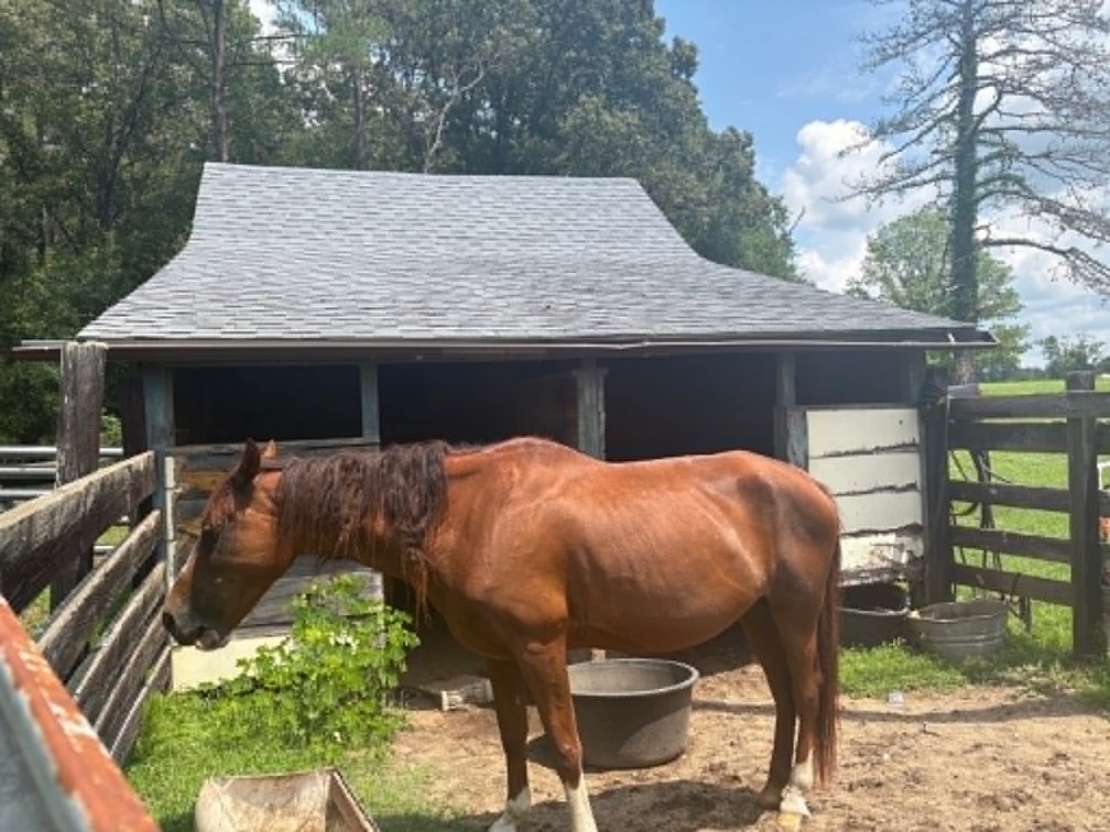 10yr old Mare (VIDEO)