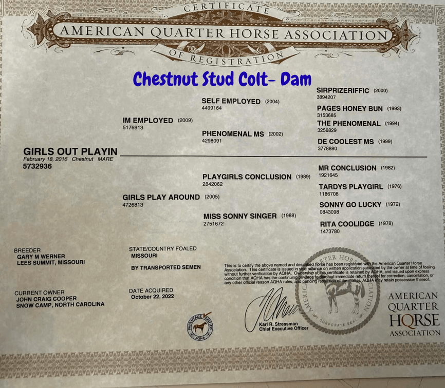 Chestnut Stud Colt- AQHA Breeders Certificate