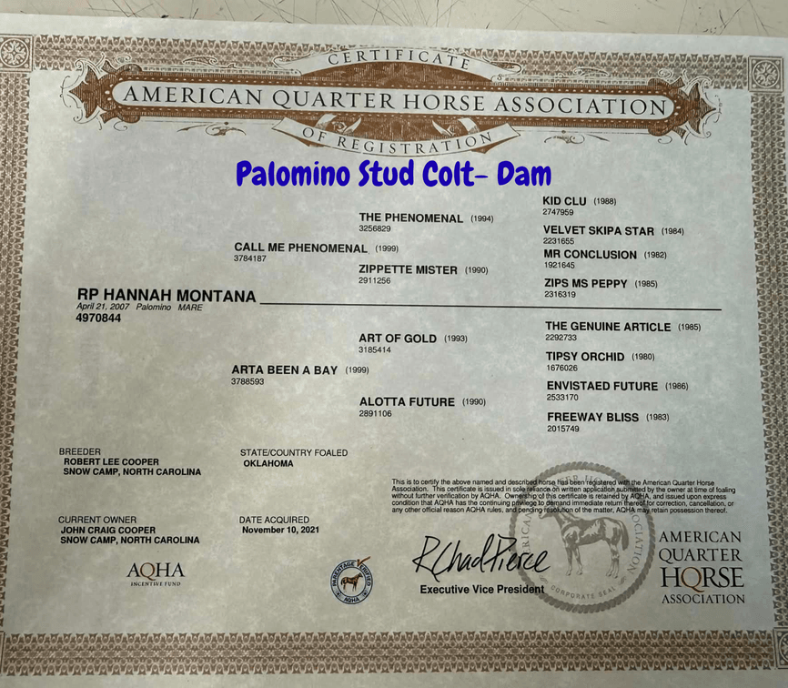 Palomino Stud Colt- AQHA Breeders Certificate