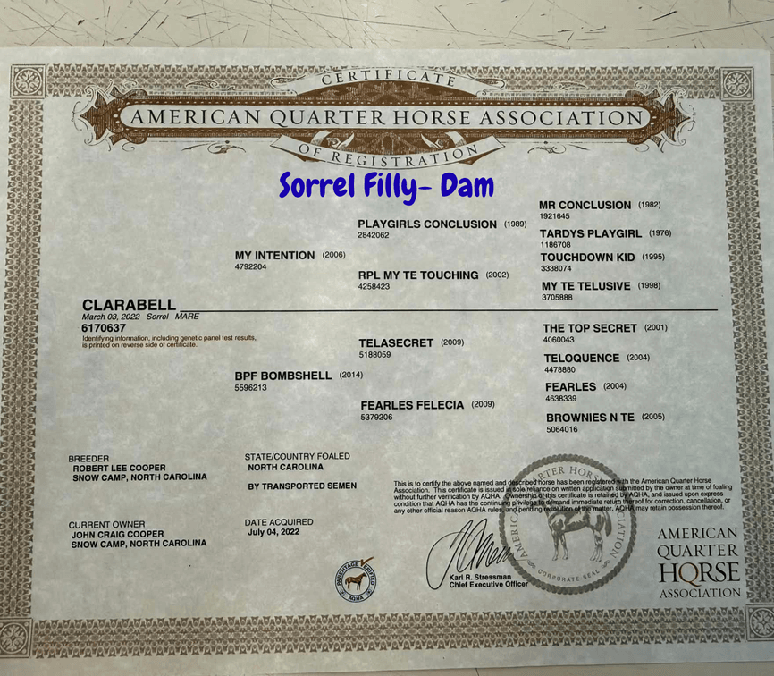 Sorrel Filly- AQHA Breeders Certificate