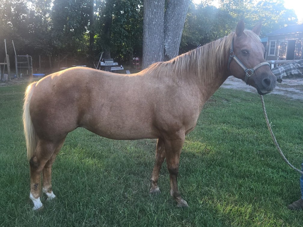 15yr old Mare