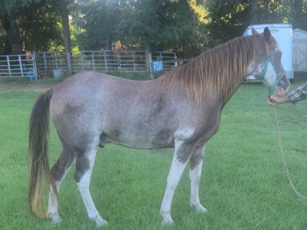 16yr old Gelding