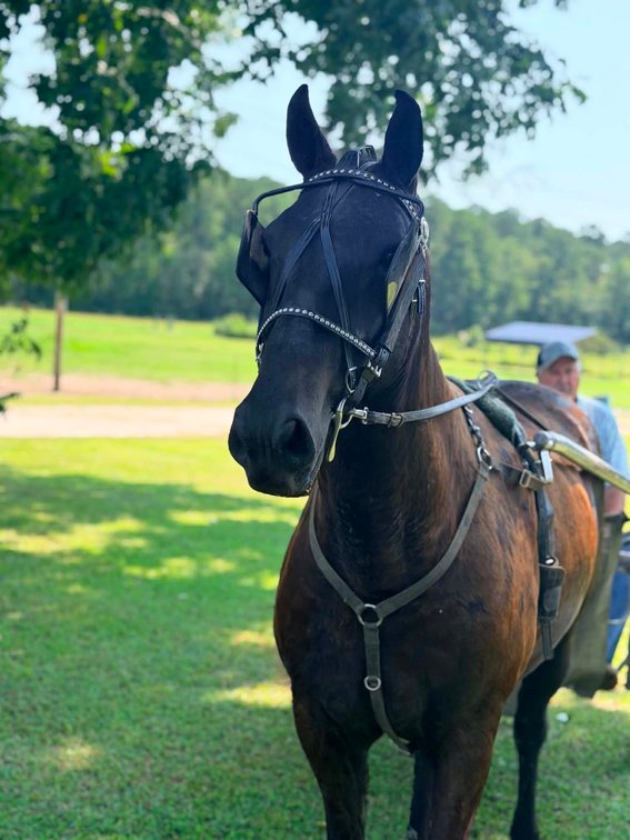15yr old Standardbred Cross Gelding (VIDEO)